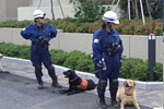 救助犬訓練１