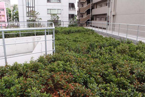 住友不動産（株） 渋谷ファーストタワー　屋上緑化