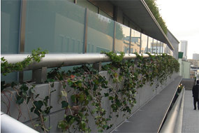 森ビル（株）表参道ヒルズ 北側通りにおける壁面緑化 